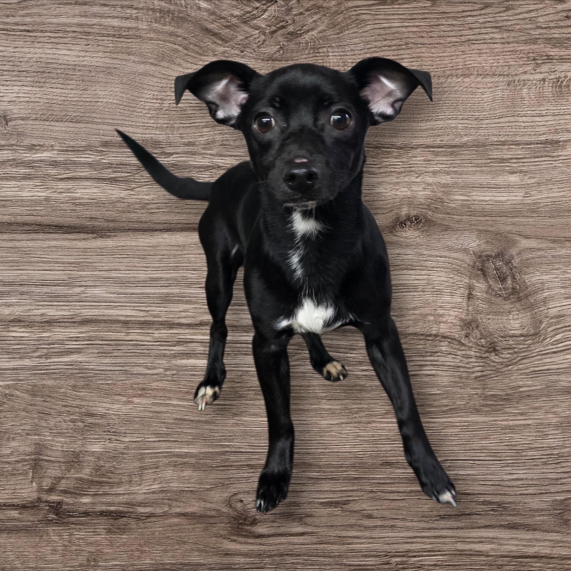 Enlarge Cole, a ADOPTABLE mixed breed in Dallas, GA image 2/3