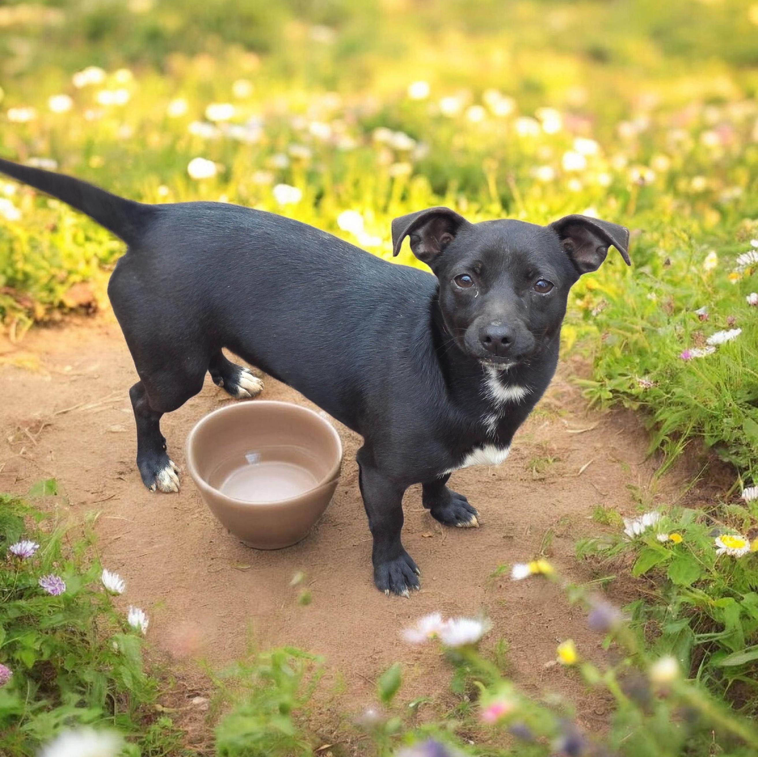 Enlarge Cole, a ADOPTABLE mixed breed in Dallas, GA image 2/2