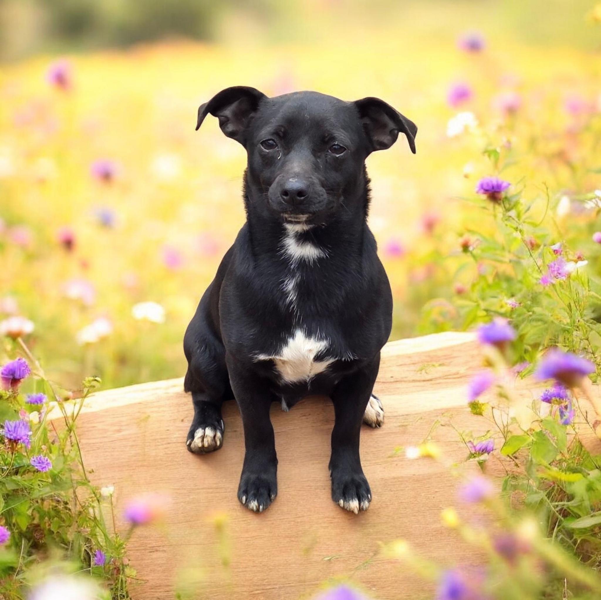 Cole, ADOPTABLE, Adult Male Chihuahua.