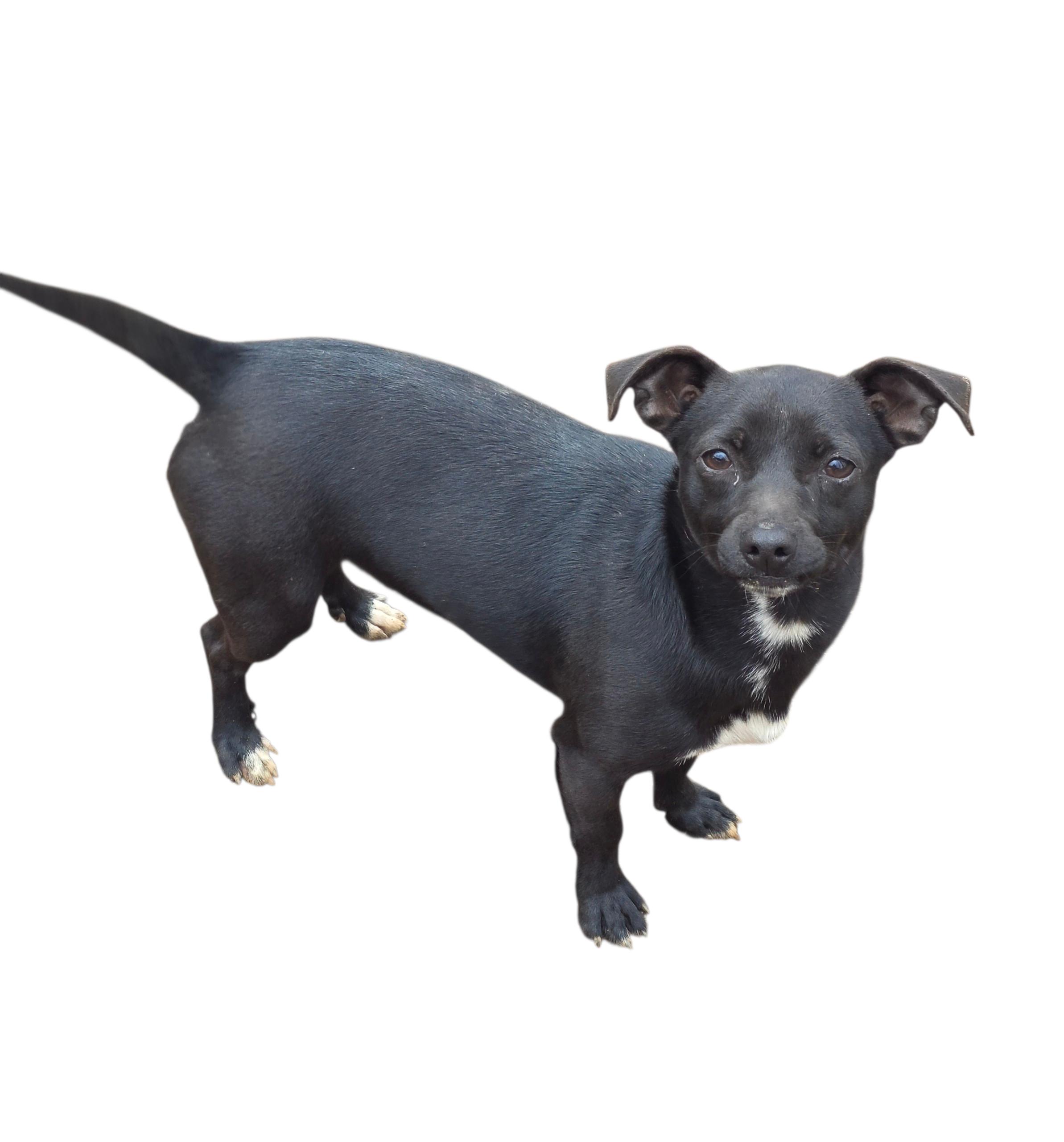 Enlarge Cole, a ADOPTABLE mixed breed in Dallas, GA image 1/3