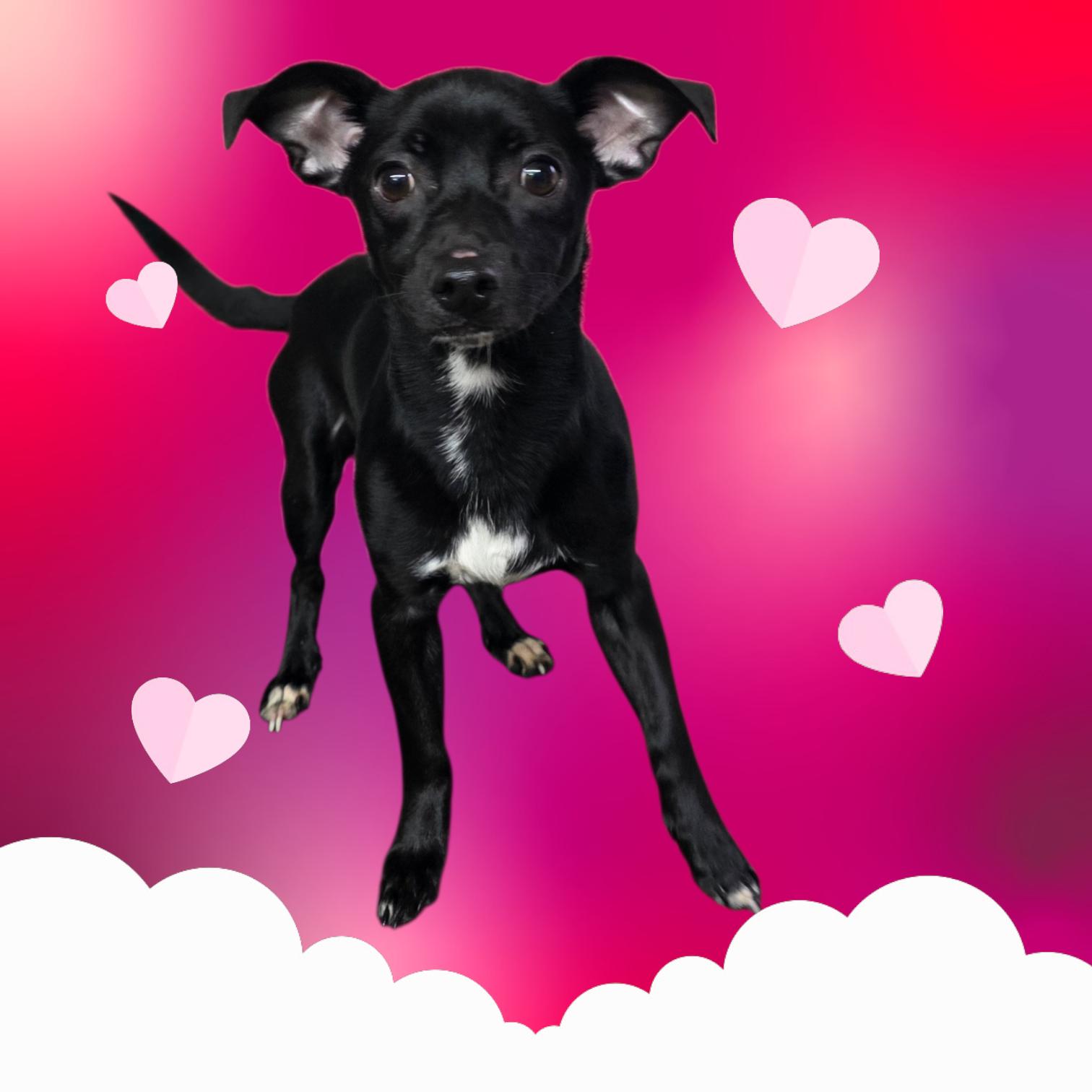 Cole, ADOPTABLE, Adult Male Chihuahua.