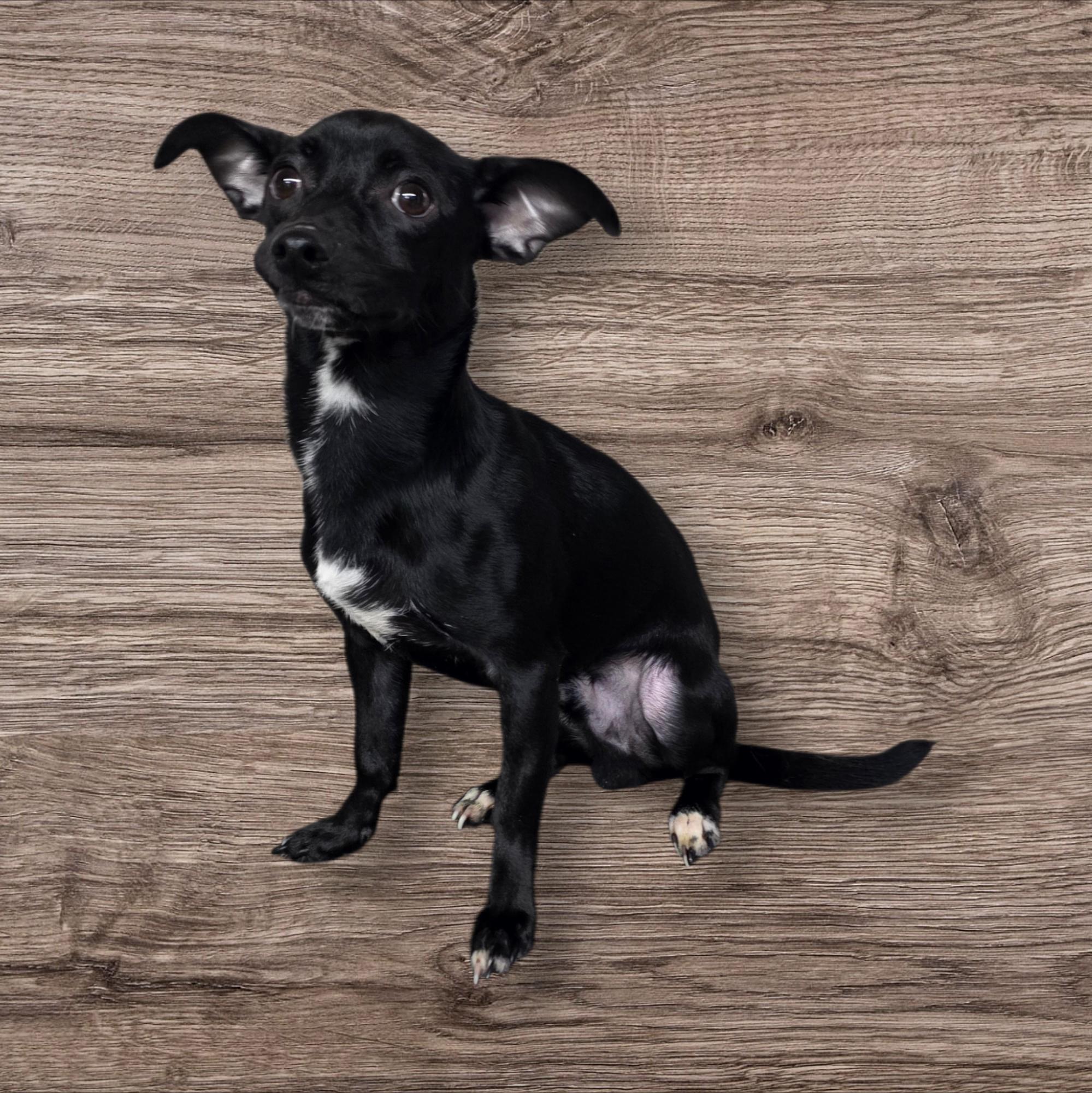 Enlarge Cole, a ADOPTABLE mixed breed in Dallas, GA image 3/3