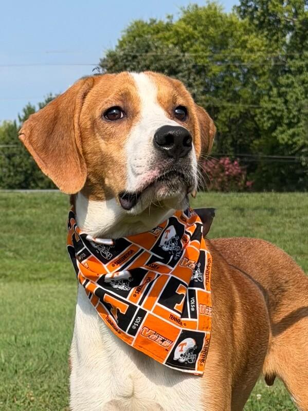 Enlarge Samson, a Adoptable Mixed Breed in Maryville, TN image 1/6