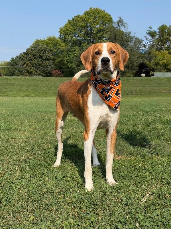 Enlarge Samson, a Adoptable Mixed Breed in Maryville, TN image 2/6