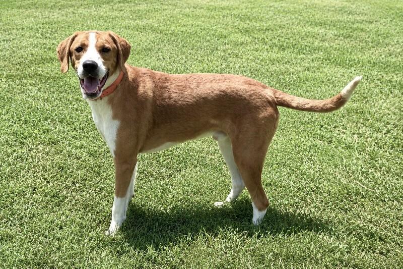 Enlarge Samson, a Adoptable Mixed Breed in Maryville, TN image 3/6