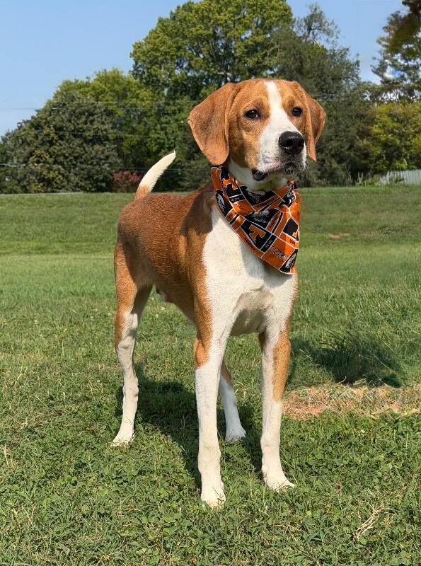 Enlarge Samson, a Adoptable Mixed Breed in Maryville, TN image 4/6