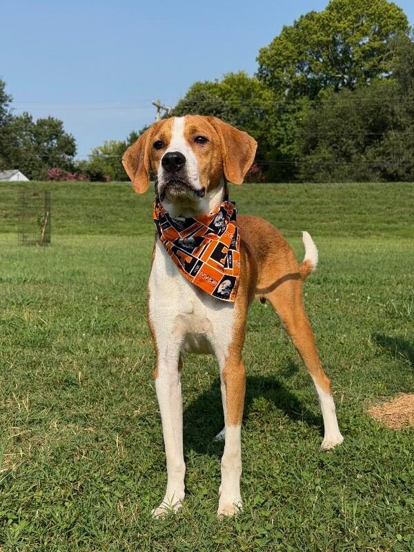 Enlarge Samson, a Adoptable Mixed Breed in Maryville, TN image 5/6