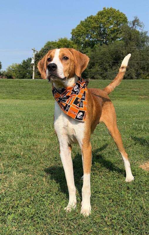 Enlarge Samson, a Adoptable Mixed Breed in Maryville, TN image 6/6