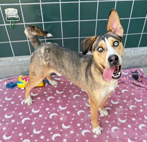 Enlarge TED, a Adoptable mixed breed in Rancho Cucamonga, CA image 1/1