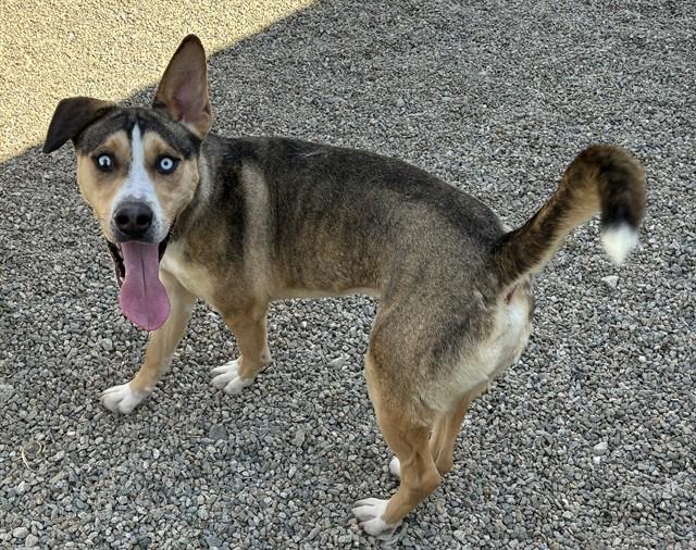 TED, Adoptable, Young Male Siberian Husky & German Shepherd Dog.