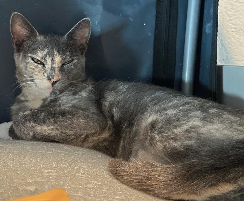 Enlarge Zinnia, a Adoptable mixed breed in San Pedro, CA image 1/2