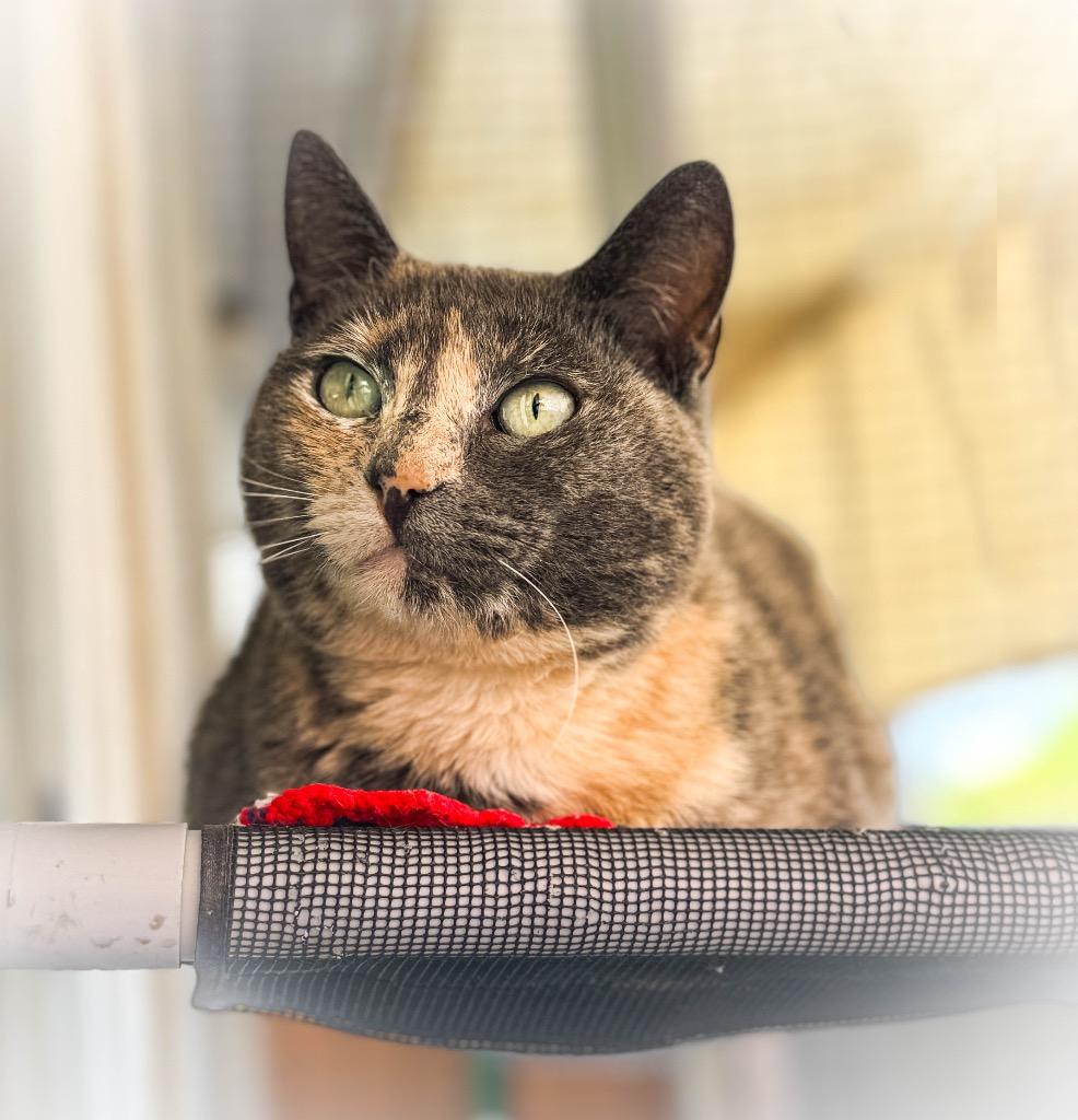 Zinnia, a Adoptable mixed breed in San Pedro, CA image 1/2