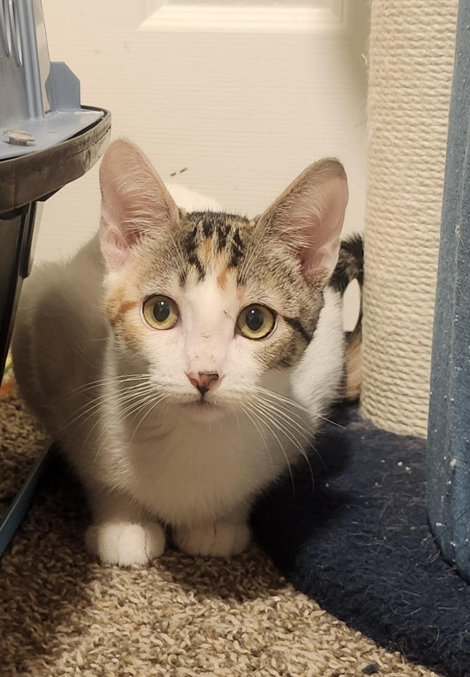 Enlarge Mochi, a Adopted Munchkin in Rio Linda, CA image 2/3