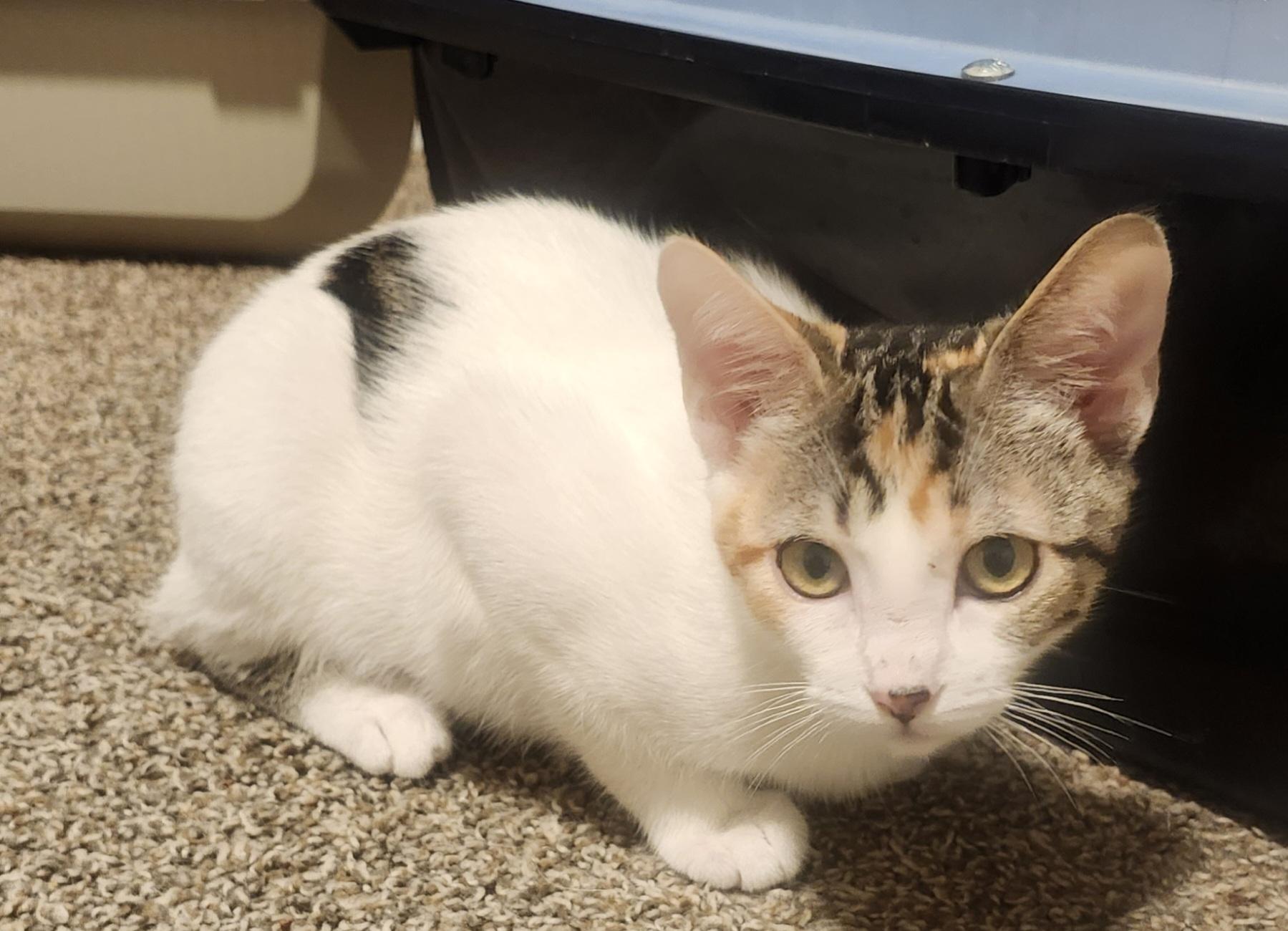 Enlarge Mochi, a Adopted Munchkin in Rio Linda, CA image 3/3