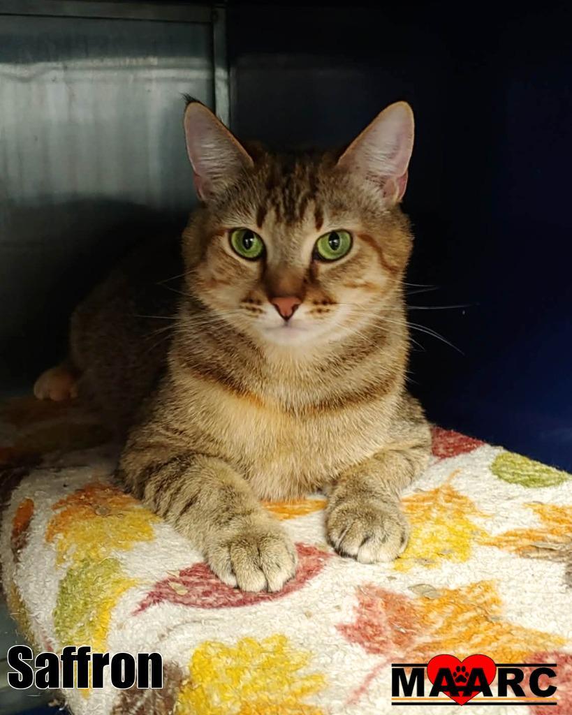Saffron, Adoptable, Young Female Domestic Short Hair.