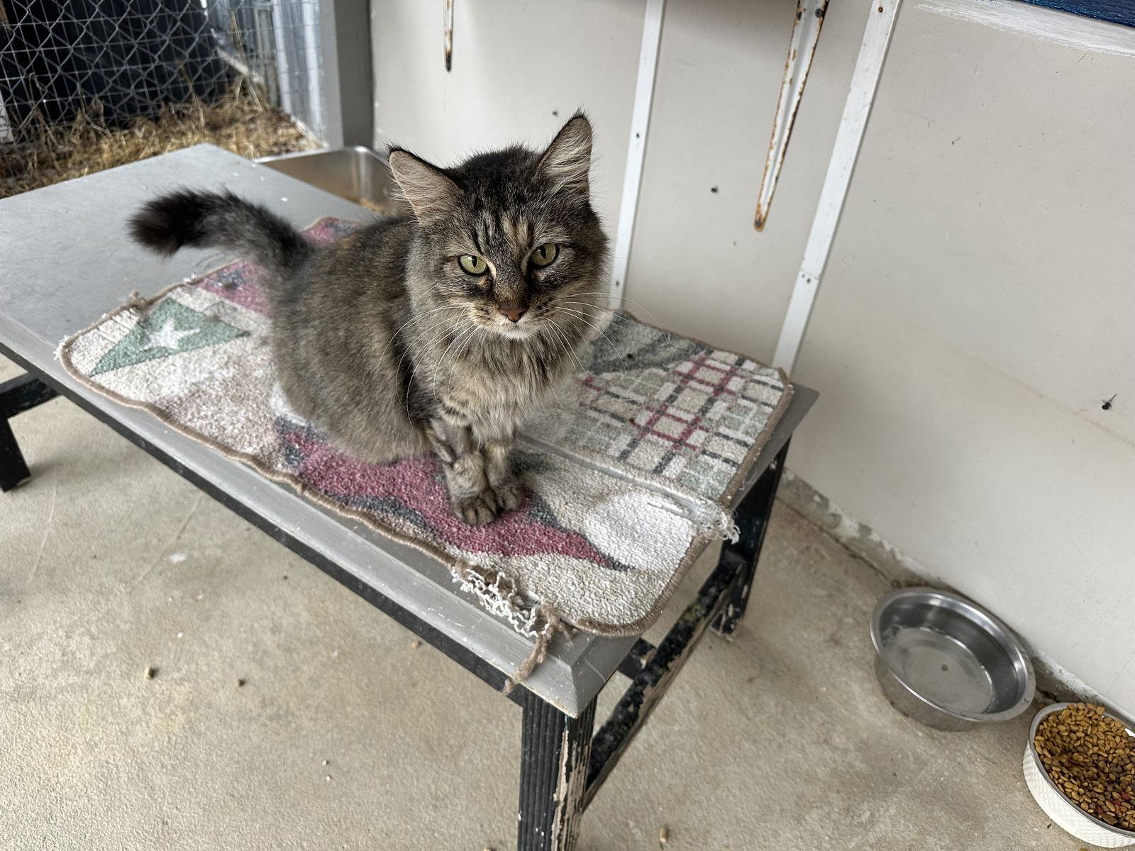 Nani, Adoptable, Adult Female Domestic Long Hair.