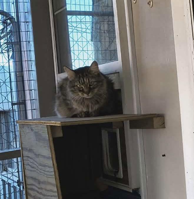 Enlarge Nani, a Adoptable Domestic Long Hair in Stover, MO image 2/3