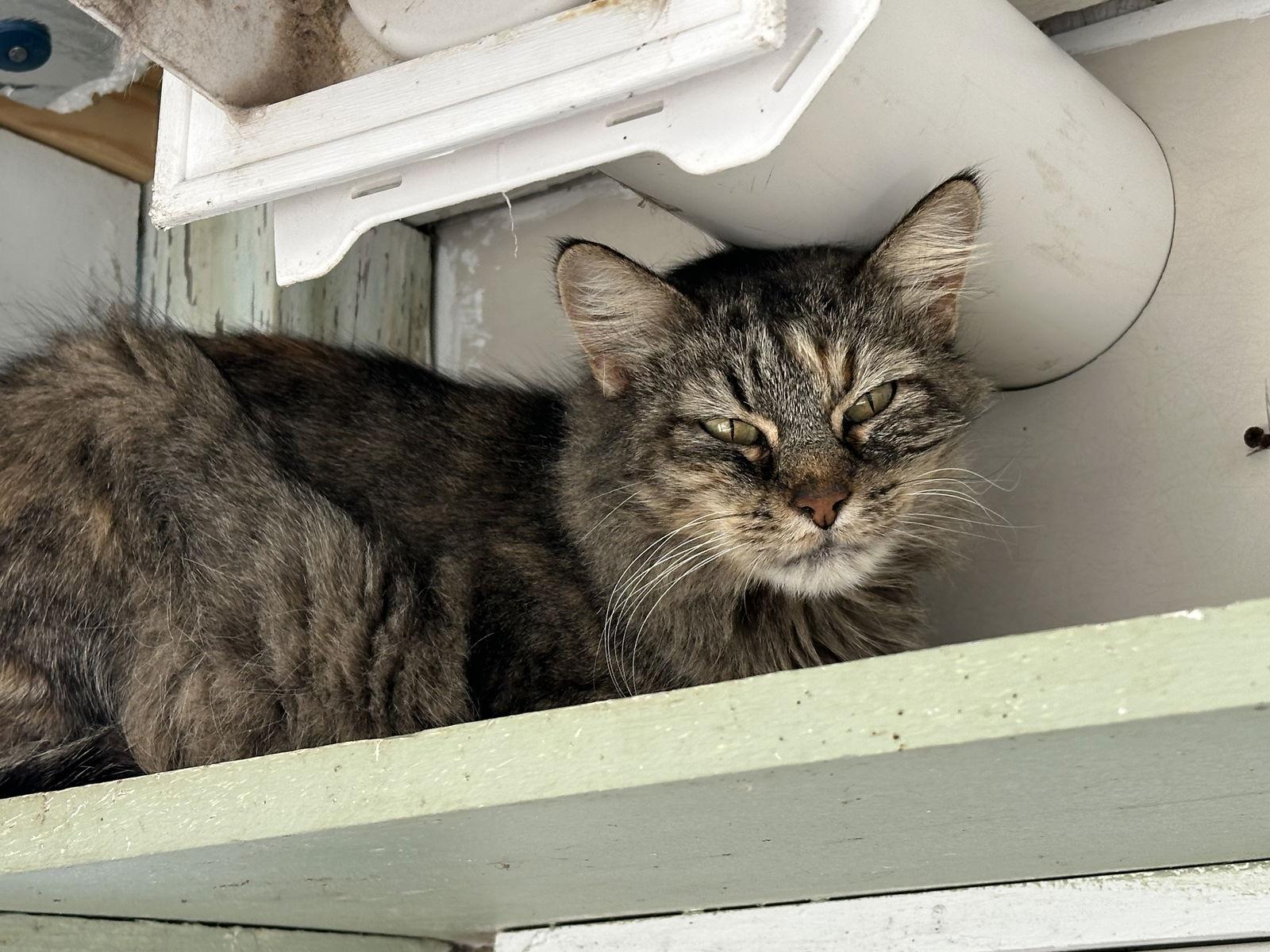 Enlarge Nani, a Adoptable Domestic Long Hair in Stover, MO image 3/3