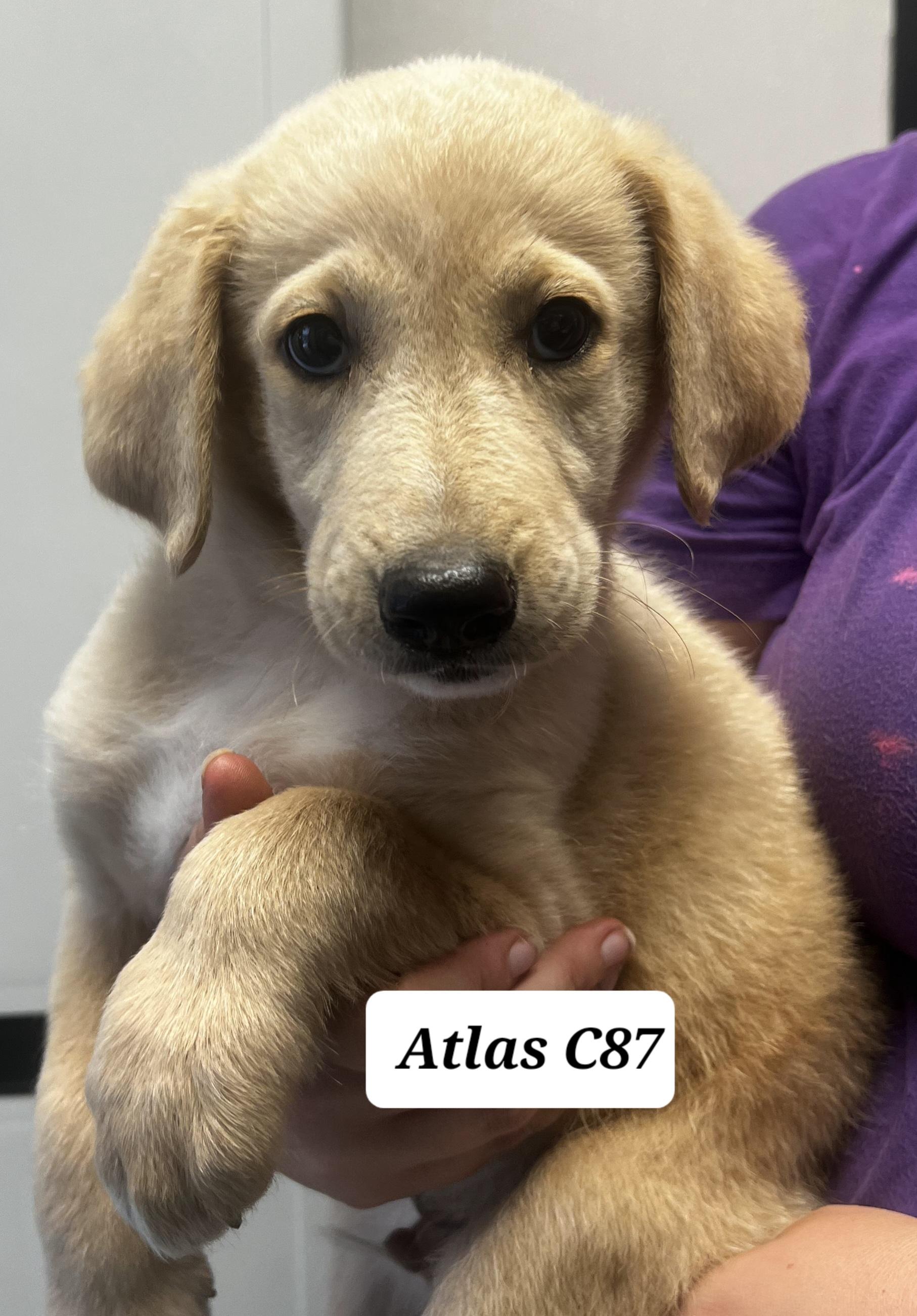 Atlas, ADOPTABLE, Puppy Male Poodle & German Shepherd Dog.