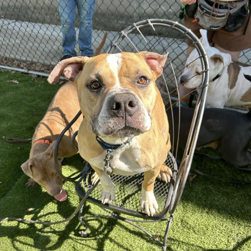 Murdock, a Adoptable Mixed Breed in Davenport, IA image 2/6