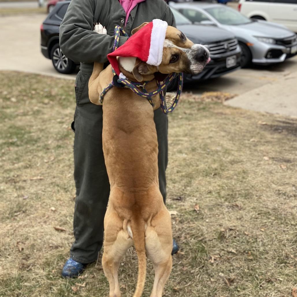 Enlarge Murdock, a Adoptable Mixed Breed in Davenport, IA image 2/6