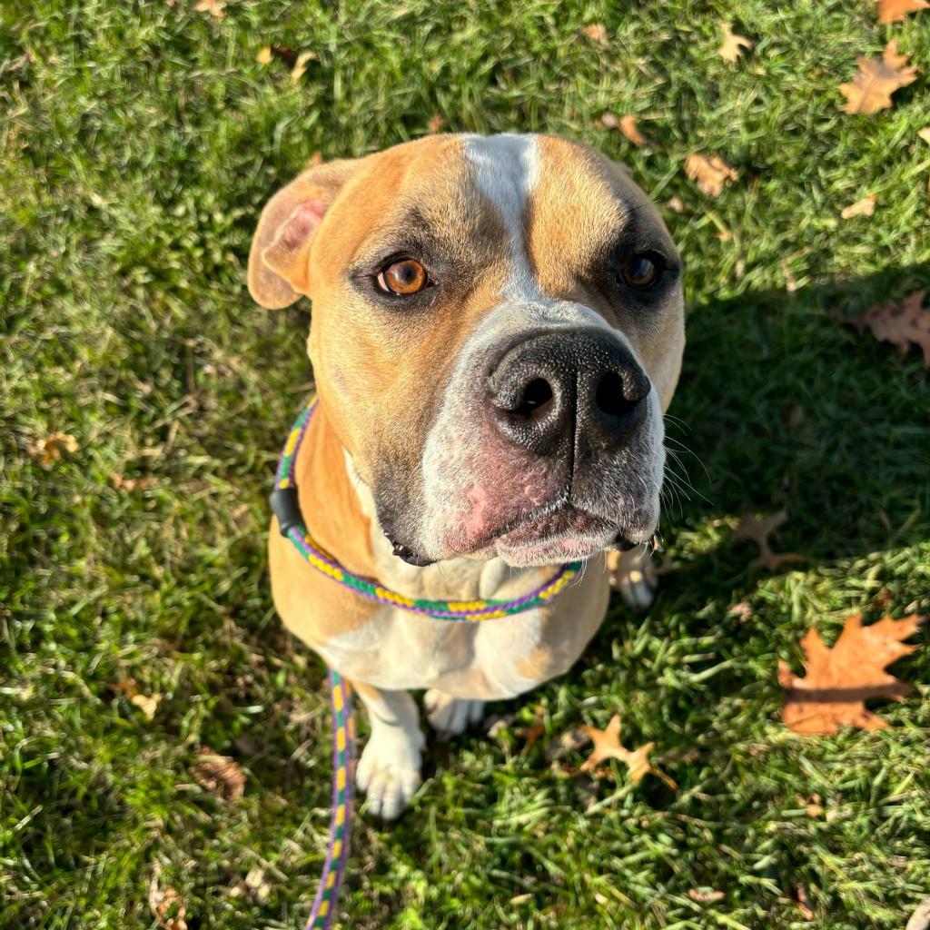 Enlarge Murdock, a Adoptable Mixed Breed in Davenport, IA image 3/6