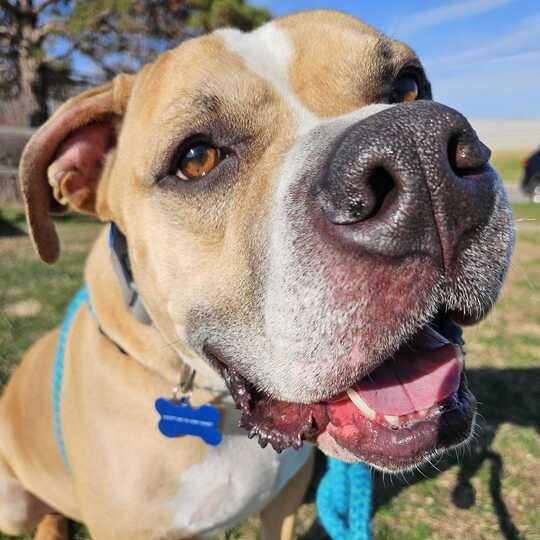 Enlarge Murdock, a Adoptable Mixed Breed in Davenport, IA image 4/6