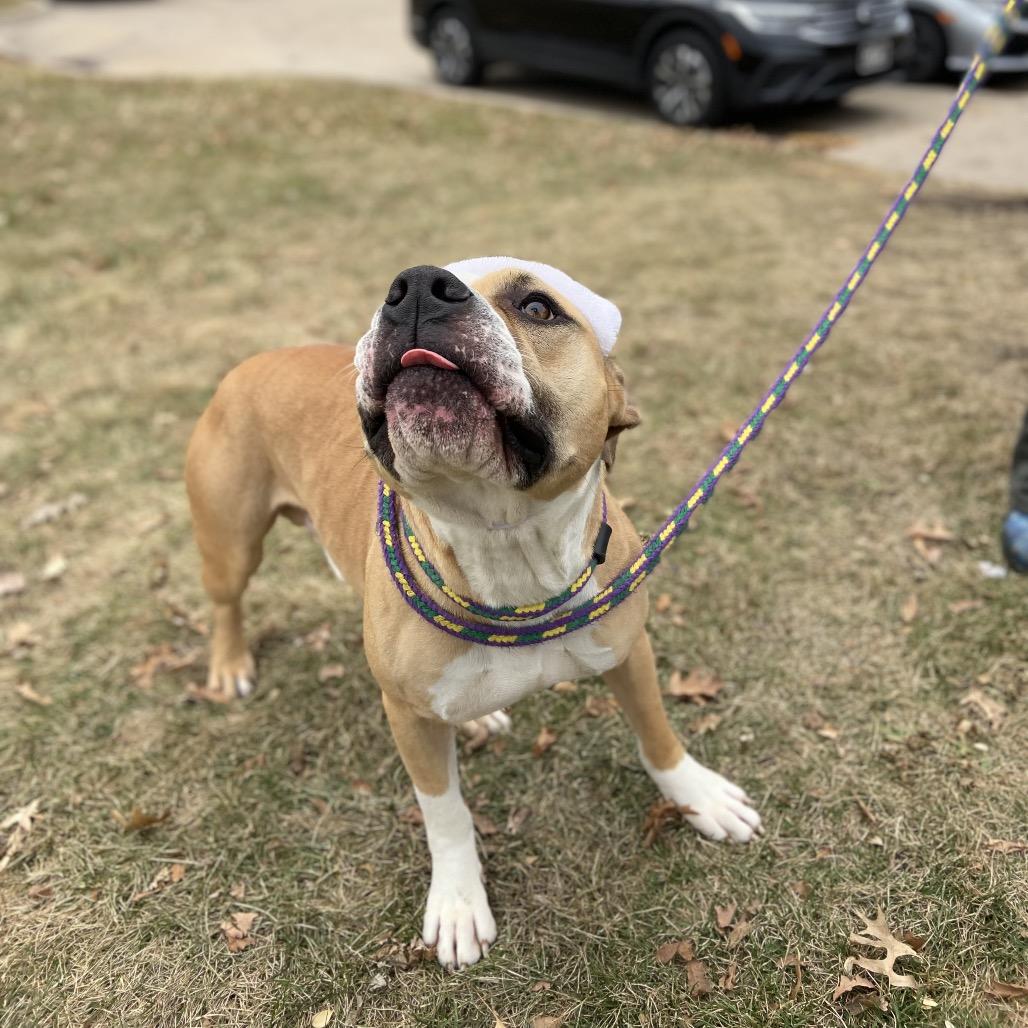 Enlarge Murdock, a Adoptable Mixed Breed in Davenport, IA image 4/6