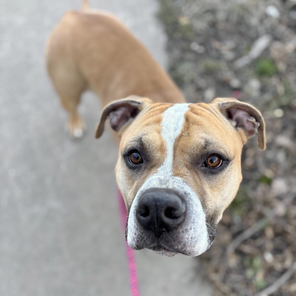 Murdock, a Adoptable Mixed Breed in Davenport, IA image 5/6