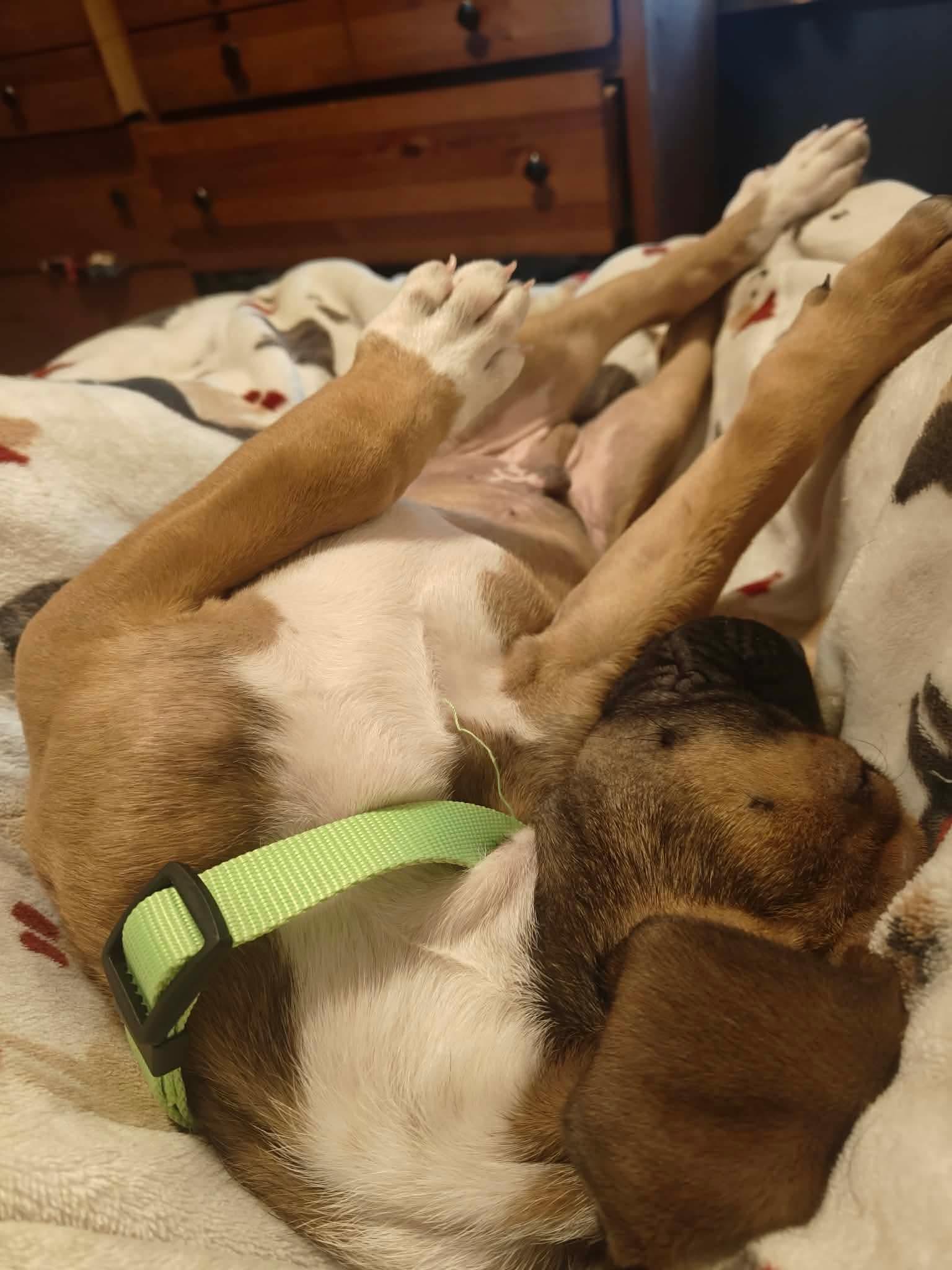 Enlarge Sammi, a Adoptable mixed breed in Duluth, MN image 1/3