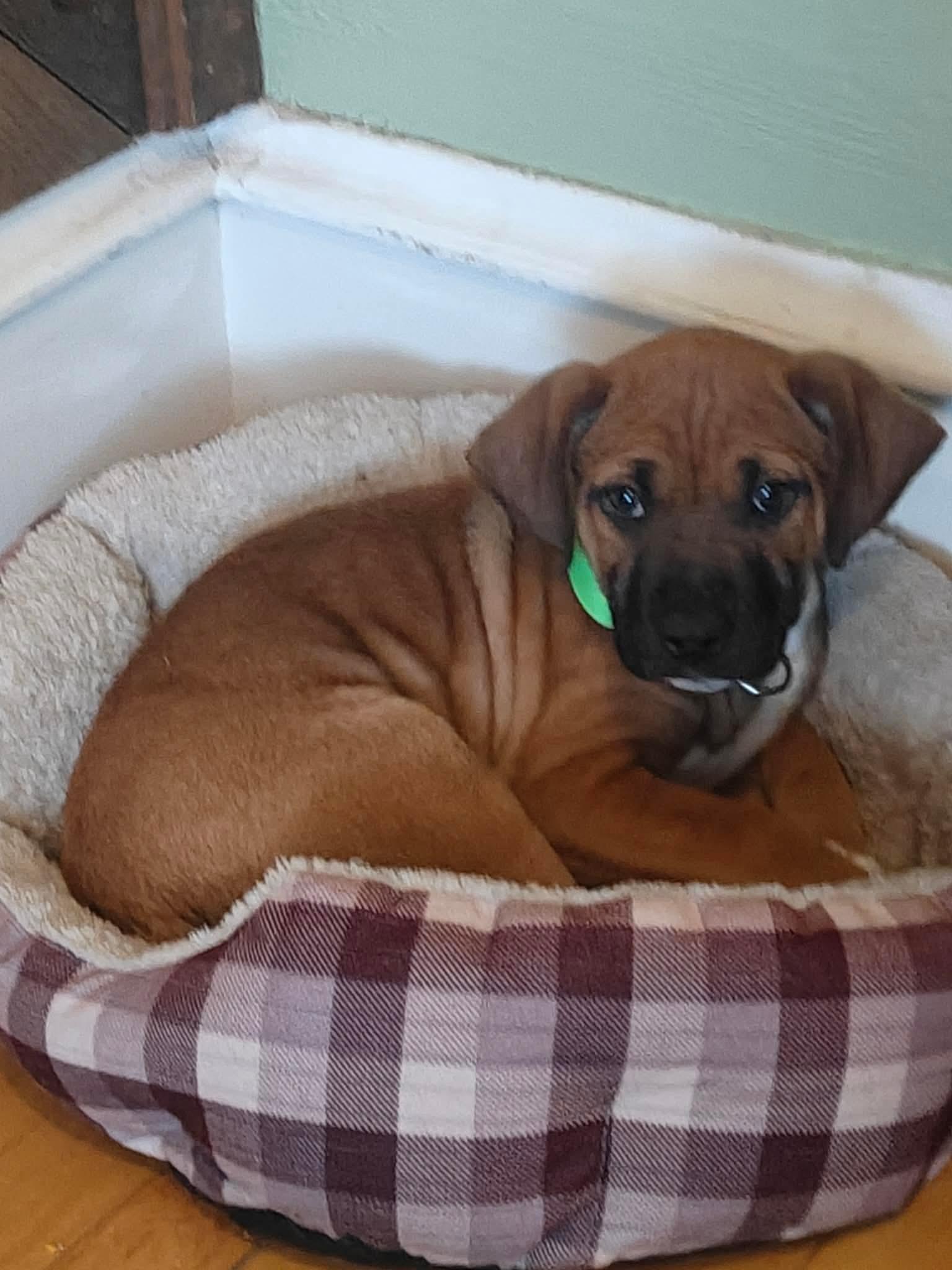 Enlarge Sammi, a Adoptable mixed breed in Duluth, MN image 2/3