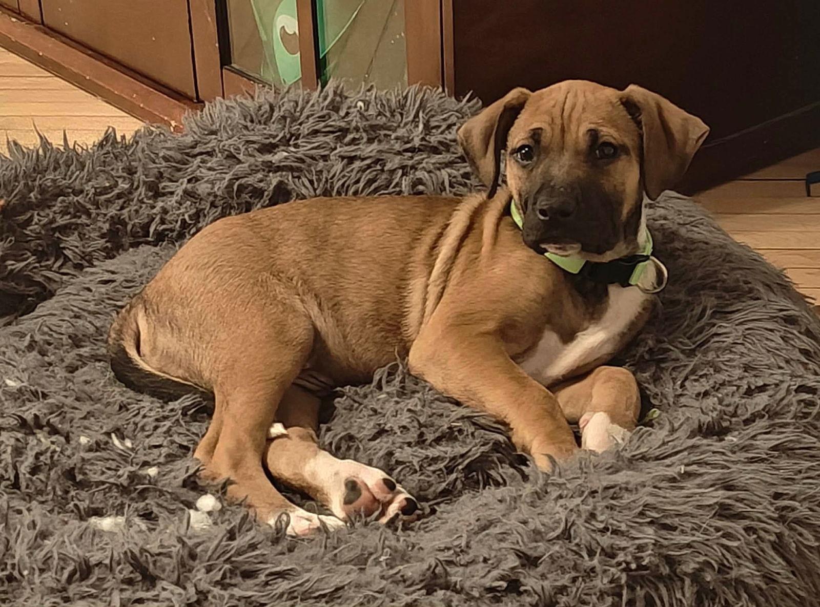 Enlarge Sammi, a Adoptable mixed breed in Duluth, MN image 3/3