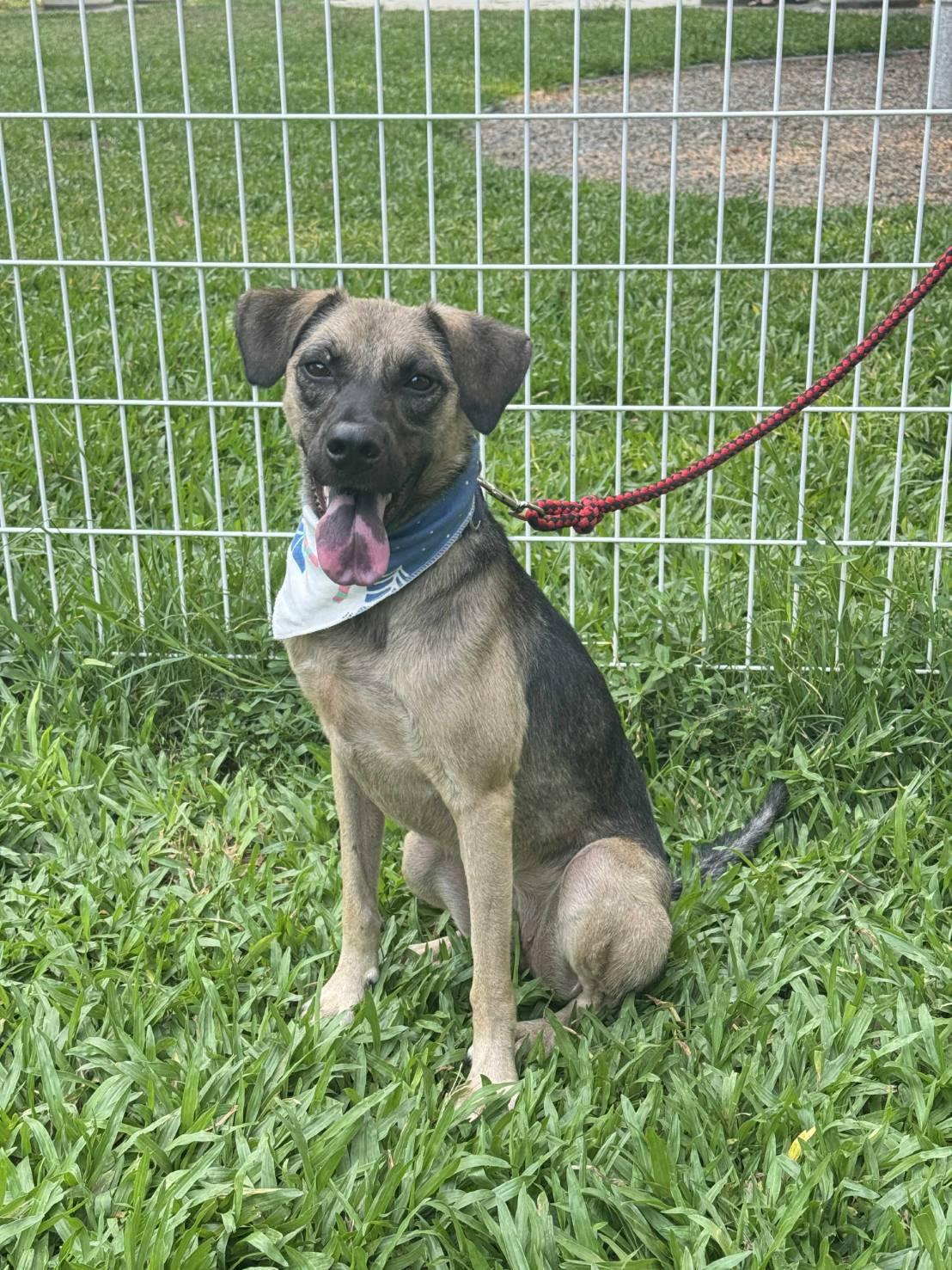 Enlarge Annie, a Adoptable mixed breed in Richmond, BC image 1/2