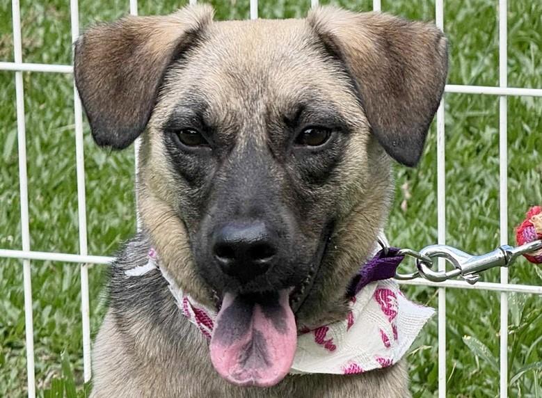 Enlarge Annie, a Adoptable mixed breed in Richmond, BC image 2/2