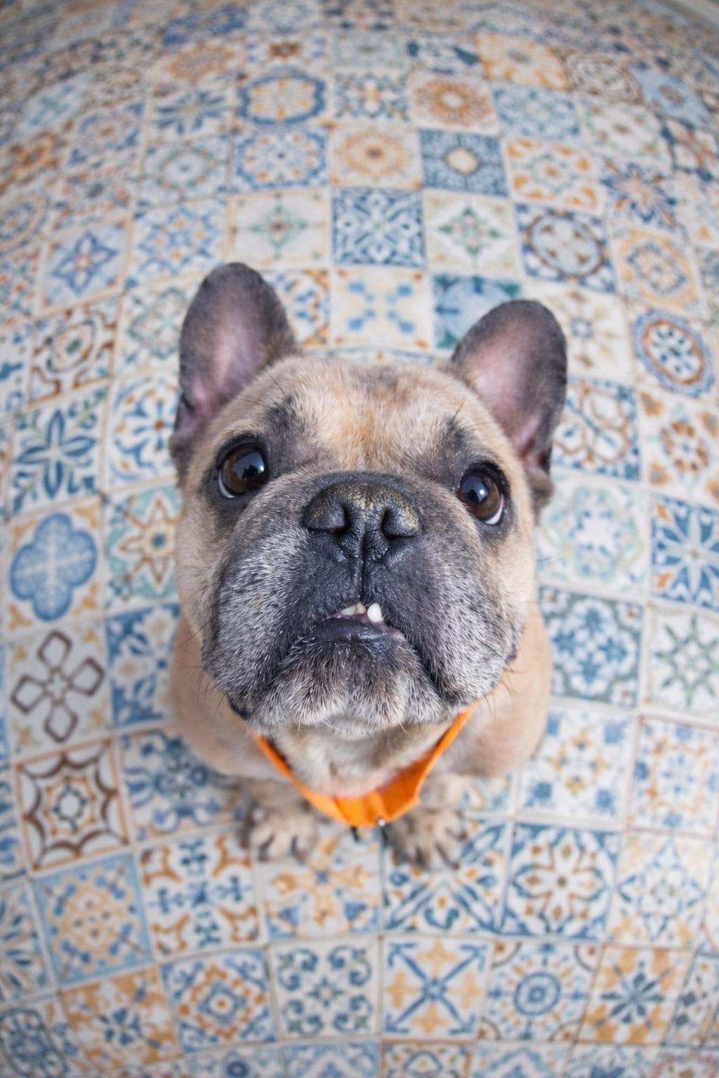 Enlarge Scoots Von Kissyface, a ADOPTABLE mixed breed in Murrieta, CA image 3/5