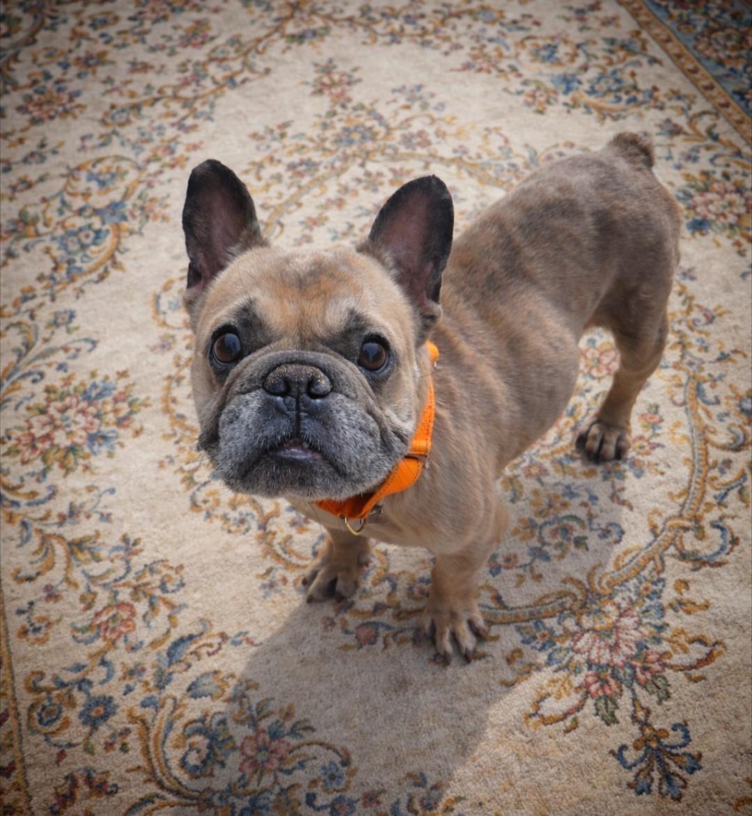 Enlarge Scoots Von Kissyface, a ADOPTABLE mixed breed in Murrieta, CA image 5/5