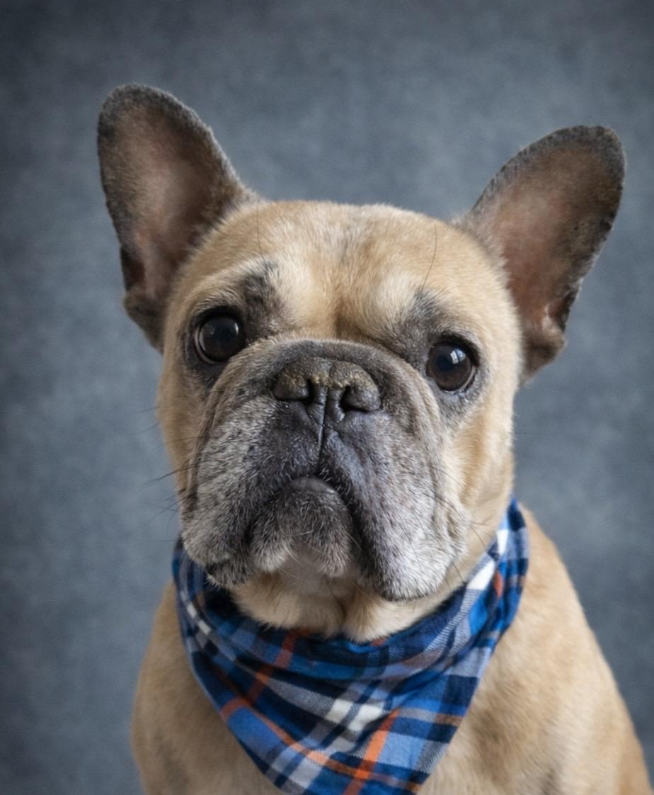 Scoots Von Kissyface, ADOPTABLE, Adult Male French Bulldog.