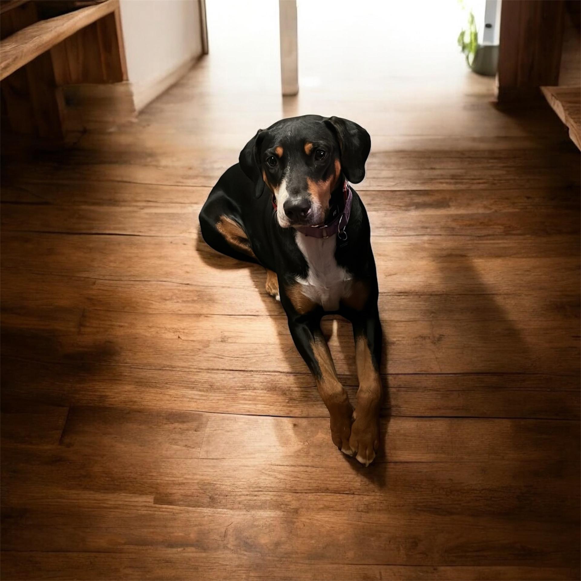 Odette, a Adoptable mixed breed in richmond, ME image 4/4