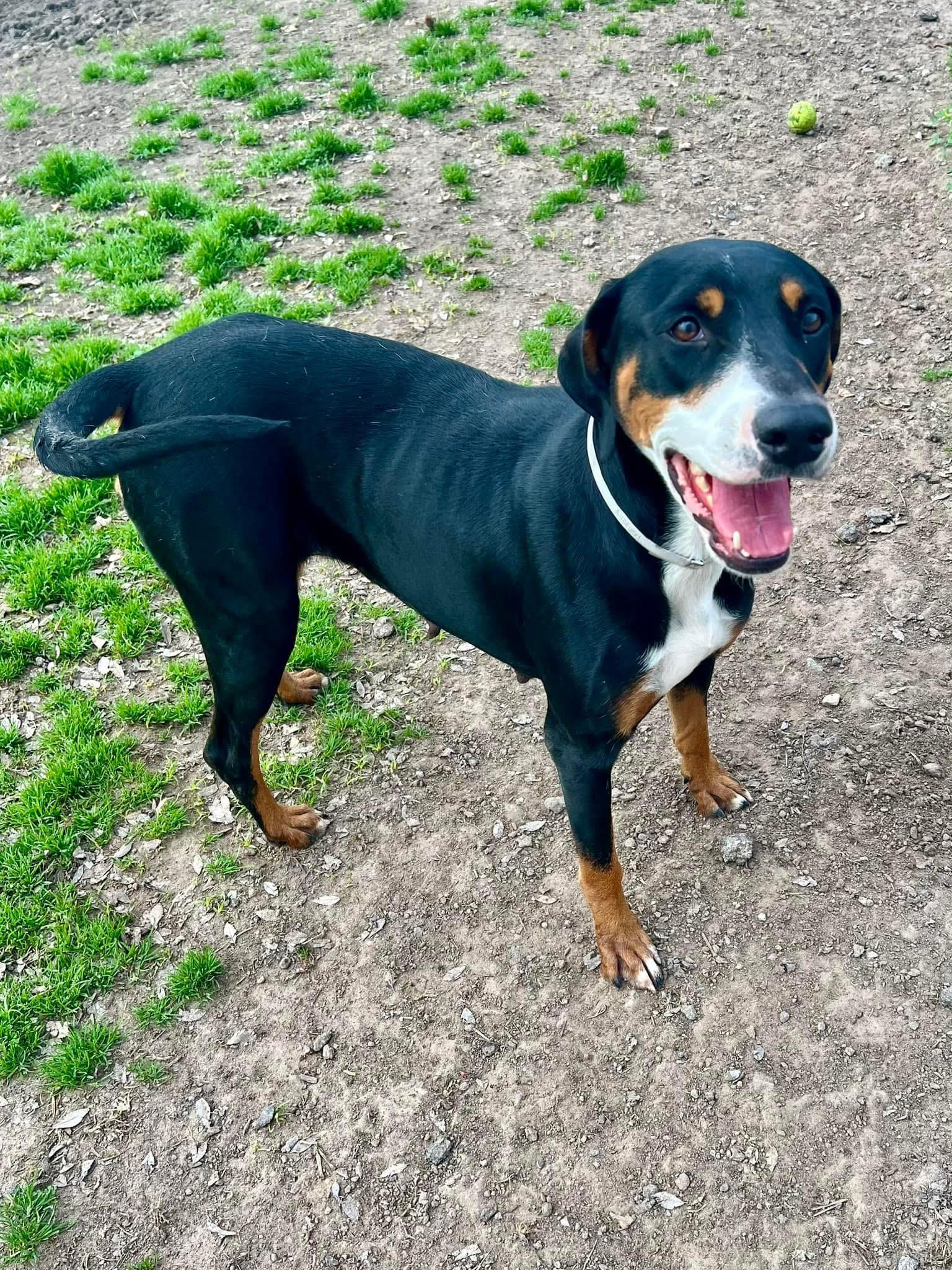 Odette, a Adoptable mixed breed in richmond, ME image 3/6