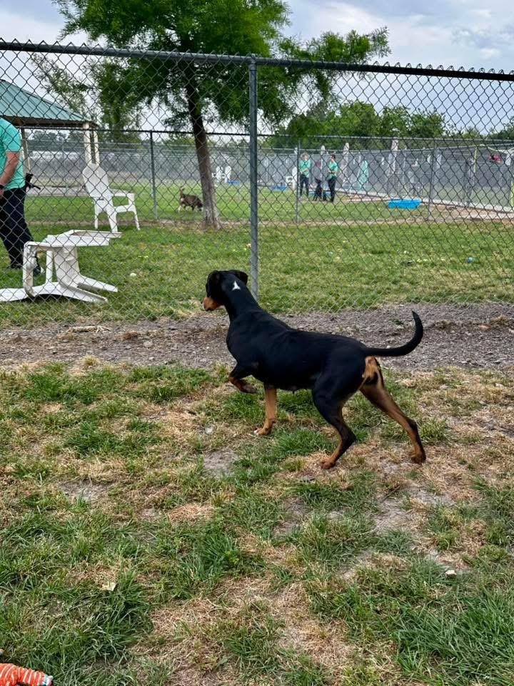 Odette, a Adoptable mixed breed in richmond, ME image 6/6