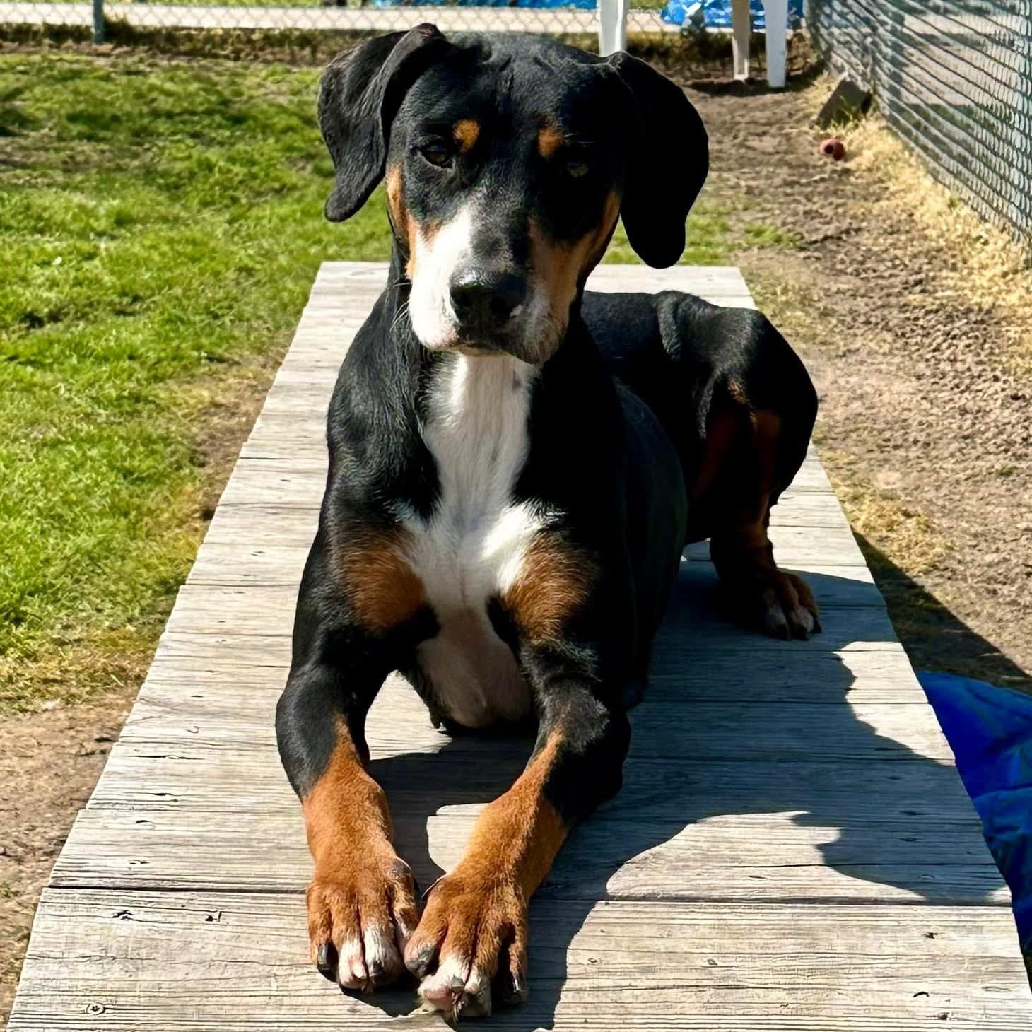 Odette