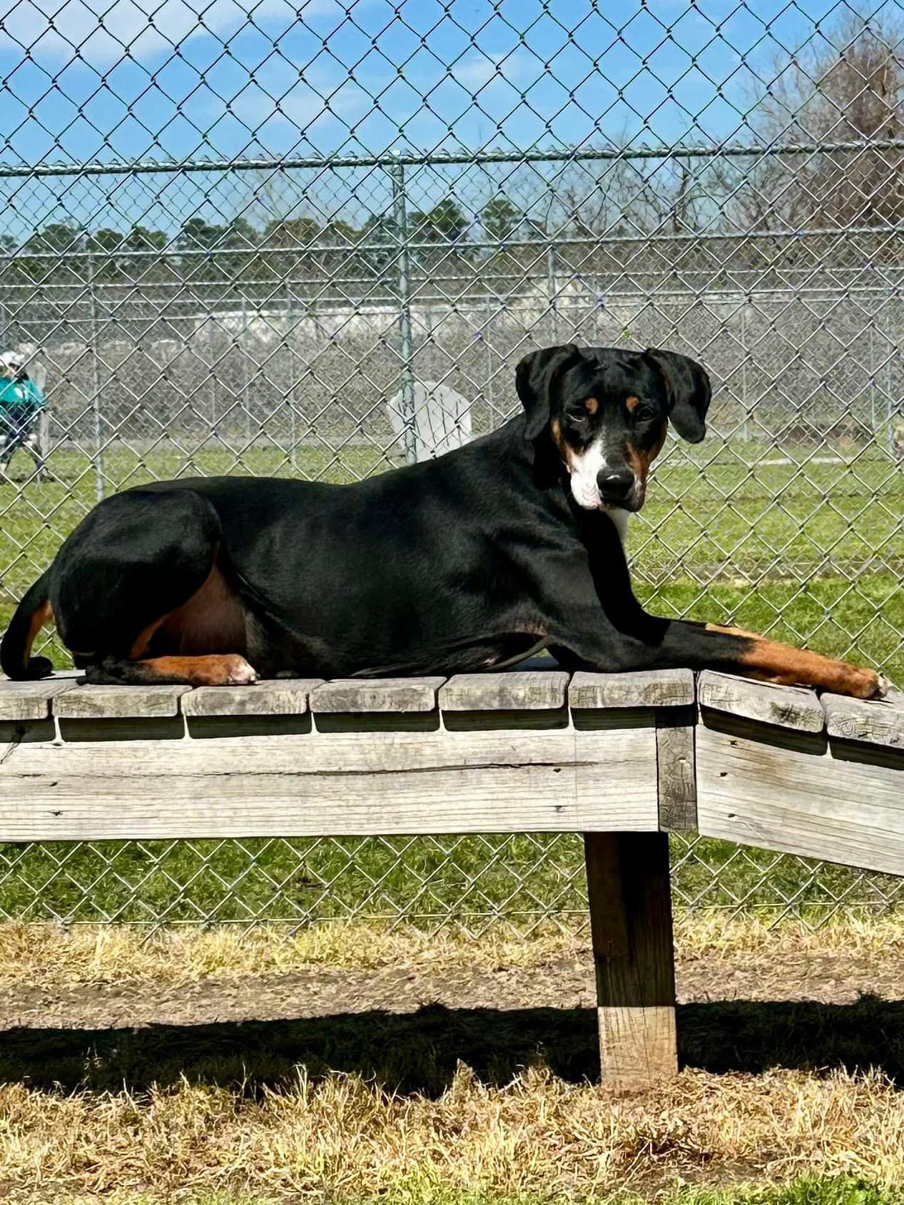 Odette, a Adoptable mixed breed in richmond, ME image 4/6