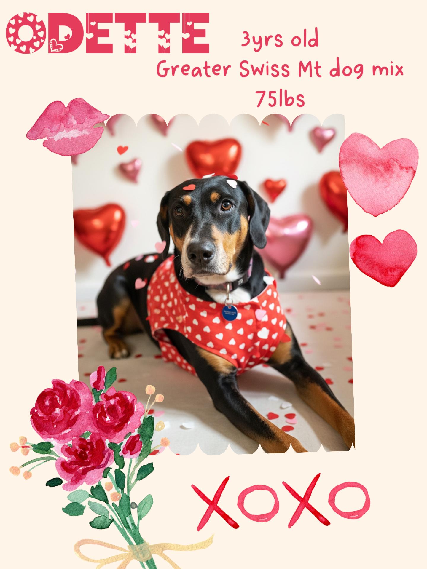 Odette, a Adoptable mixed breed in richmond, ME image 2/4