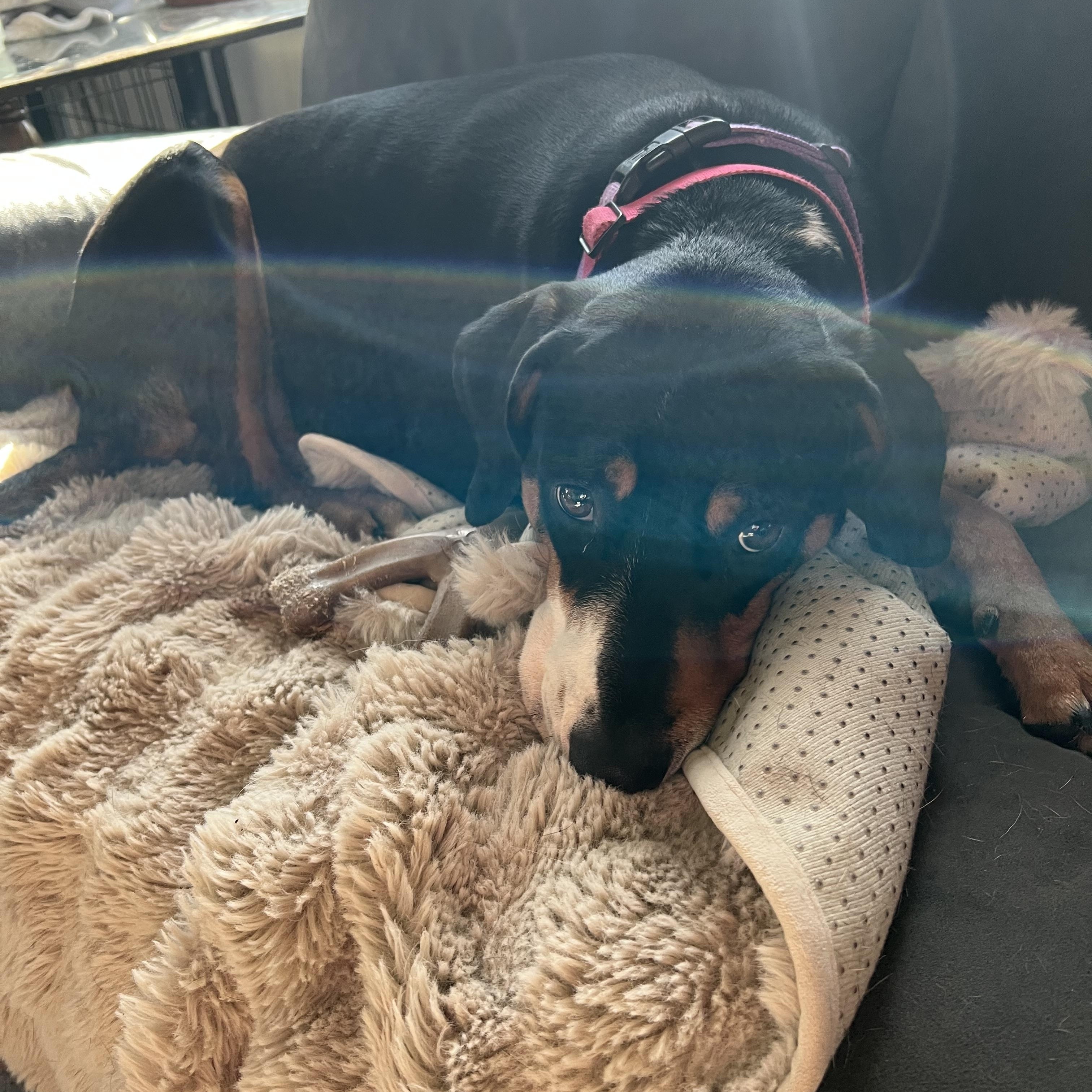 Odette, a Adoptable mixed breed in richmond, ME image 3/4