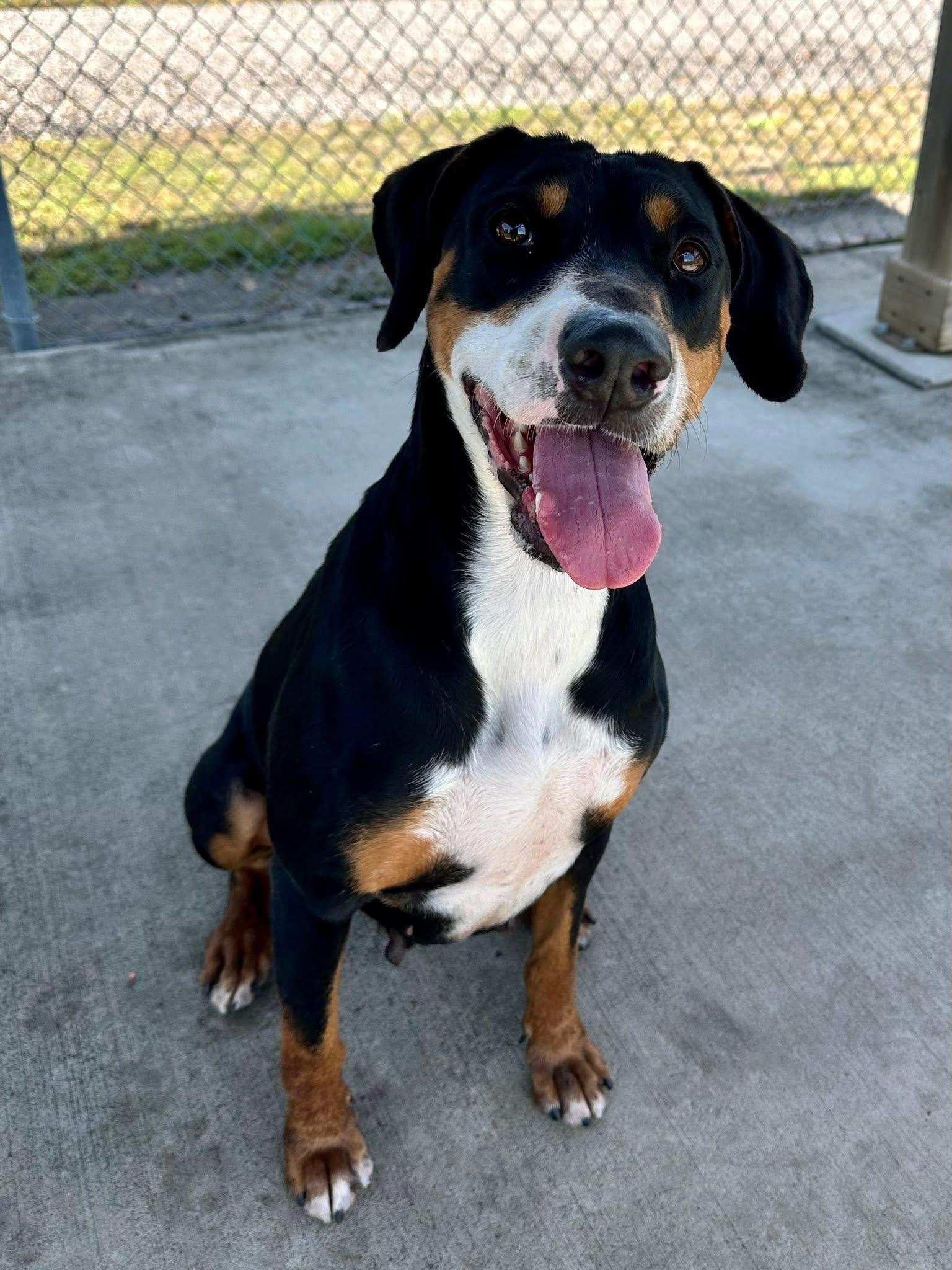 Odette, a Adoptable mixed breed in richmond, ME image 5/6