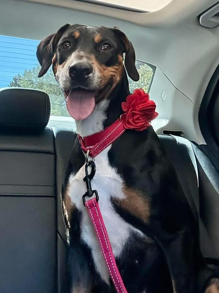 Odette, a Adoptable mixed breed in richmond, ME image 2/6