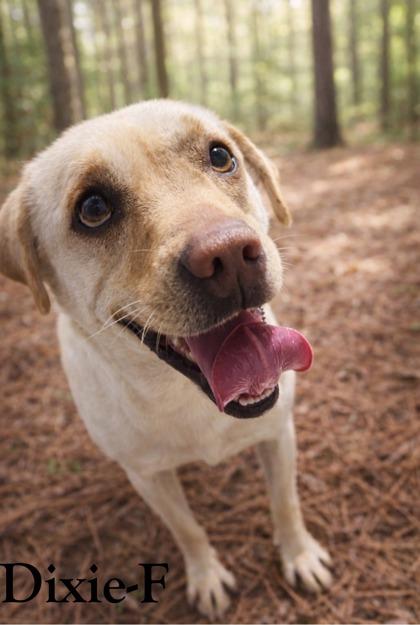 Enlarge Dixie, a Adoptable mixed breed in Guntersville, AL image 1/1