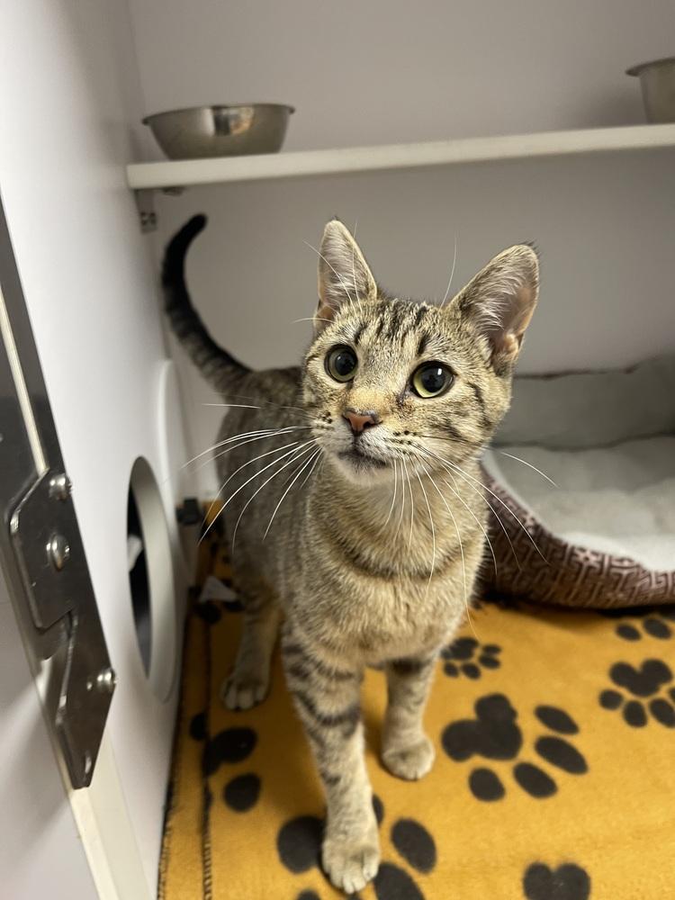 Enlarge Olga, a Adoptable Domestic Short Hair in Bolivar, MO image 1/1