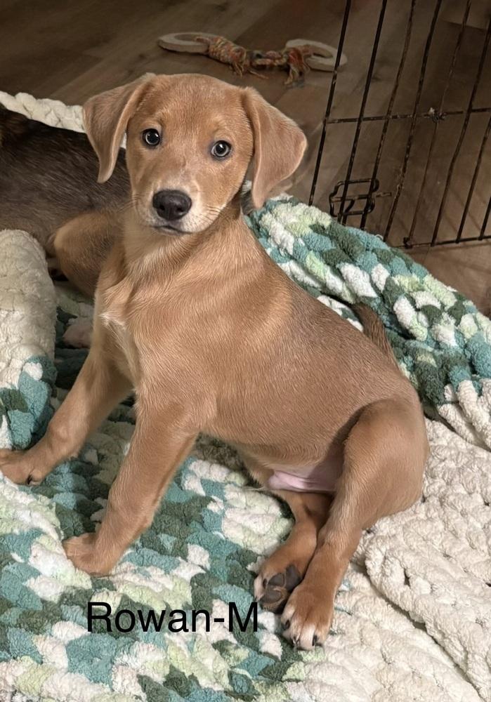 Rowan, Adoptable, Puppy Male Mixed Breed.
