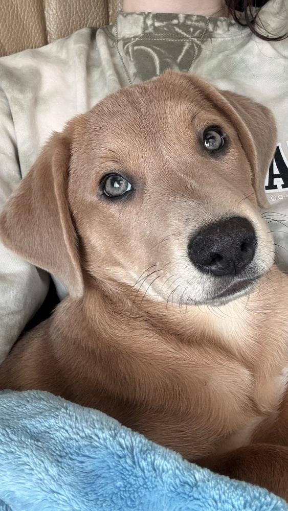 Enlarge Rowan, a Adoptable mixed breed in Columbus, OH image 2/5